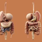 Unveiling the World of Urology: A Comprehensive Guide to Understanding and Managing Urinary Health