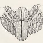 The Ultimate Guide to Vasectomy: Separating Fact from Fiction