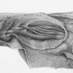 The Ultimate Guide to Vasectomy: Separating Fact from Fiction